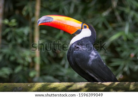 Tucano-toco isolated bird Ramphastos toco close up portrait in the wild Parque das Aves, Brasil - Birds place park in Brazil Toco-Toucan portrait close-upToucan toucano-toco