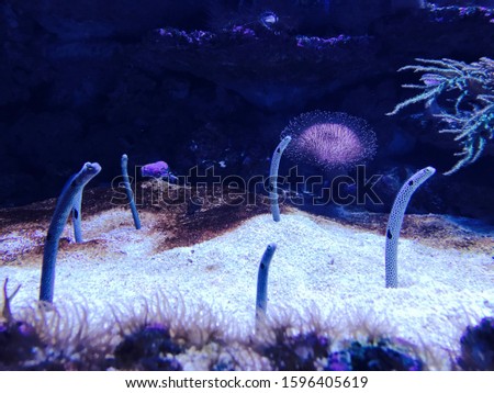 Eels in an aquarium, Switzerland. Eels is classified as a rare aquatic animal. Will live in a hole buried under the sand near the coral reefs, often in groups of up to one thousand.