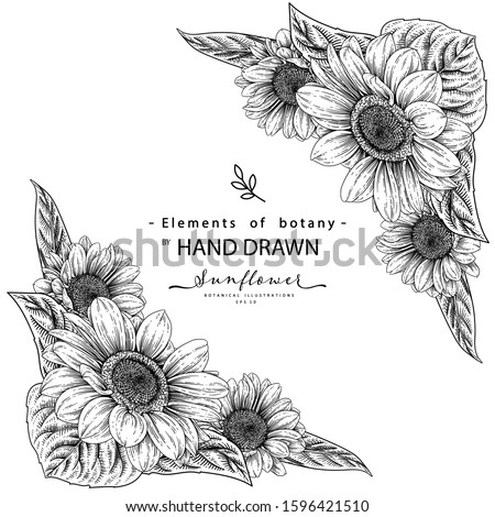 Black and white sunflower botanical illustration. Vintage floral clip art hand drawn group. Flowers drawing and sketch with line-art Isolated on white background.
