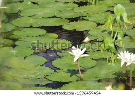 Snapped this picture in a pond with all the surface leaves surrounding lotuses which is considered a holy flower in indian culture
