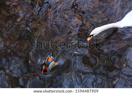 swan playing with duck in the water