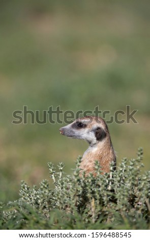 Suricate (Suricata suricatta), watching. Kgalagadi Transfrontier Park, Kalahari desert, South Africa/Botswana