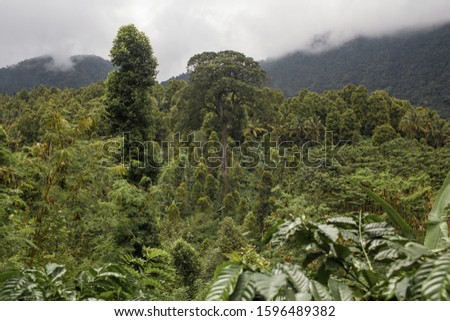 Green jungle on Bali island in cloudy weather.