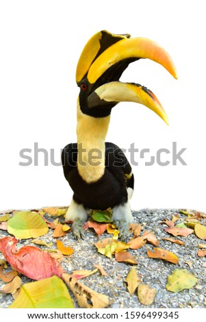 Great Hornbill (Buceros bicornis) yellow black and white  isolated on white background. This has clipping path. Royalty-Free Stock Photo #1596499345