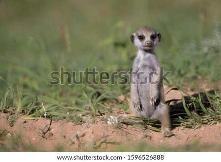 Suricate (Suricata suricatta) - Young, Kgalagadi Transfrontier Park, Kalahari desert, South Africa/Botswana