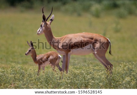 Springbok (Antidorcas marsupialis)- Mother and lamb, Kgalagadi Transfrontier Park in rainy season, Kalahari Desert, South Africa/Botswana