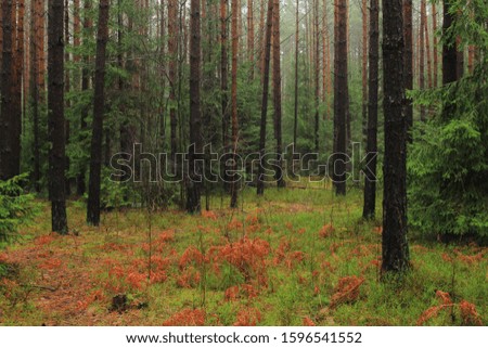 coniferous forest in late autumn in rainy foggy weather