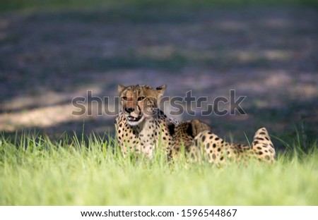 Cheetah (Acinonyx jubatus), Kgalagadi Transfrontier Park, Kalahari desert, South Africa/Botswana