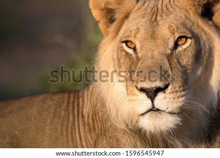 African lion (Panthera leo) - Male, Kgalagadi Transfrontier Park, Kalahari desert, South Africa/Botswana