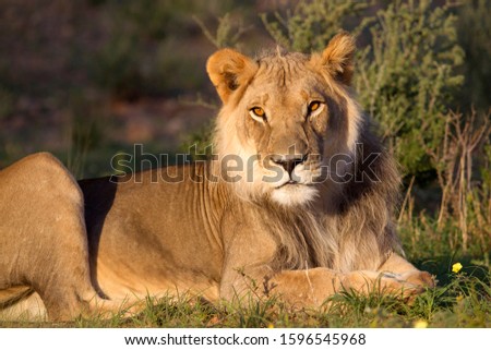 African lion (Panthera leo) - Male, Kgalagadi Transfrontier Park, Kalahari desert, South Africa/Botswana