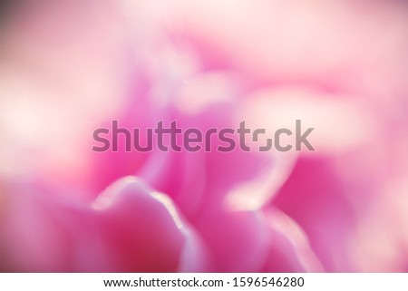 Beautiful abstract defocused flowers background in pink color, romantic bokeh, macro shot