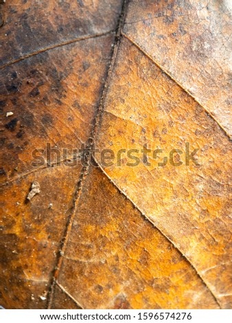 Close up macro photo of brown leaf in the fall