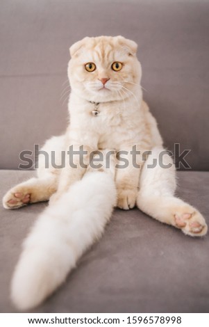 Scottish Fold cat is sitting like a man
