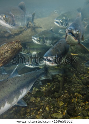 Closeup underwater view of a school of sockeye salmon spawning in the Kenai River Alaska heads facing photographer with mouths open Royalty-Free Stock Photo #159658802