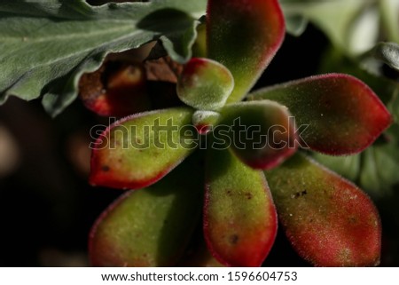 Unusual succulent plant close up, macro garden photography, water wise