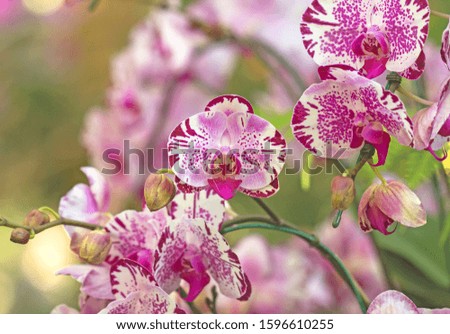 Beautiful natural orchid background abstract
