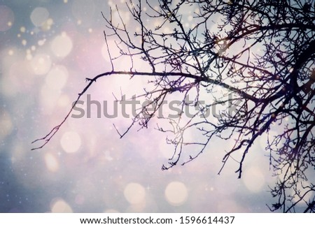 Winter christmas background with tree branches abstract glitter silver, gold , blue lights background, free space for your design