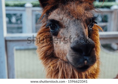 Portrait of an animal beautiful llama nature zoo