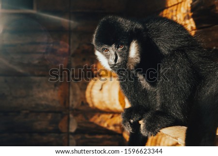 Wild monkey alone in animal zoo nature