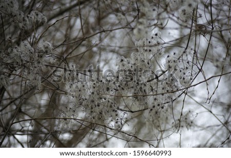 white blossom on tree in autumn