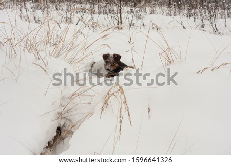 Dog playing snow winter outside