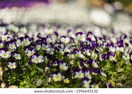 Horned violet. Fresh, spring, colorful flowers blooming in the garden. Group of perennial yellow-violet Viola cornuta, known as horned pansy.