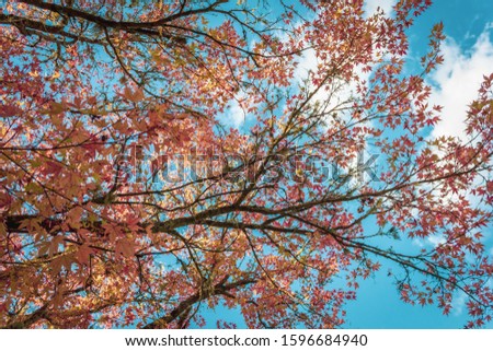 Orange leaves on blue sky background