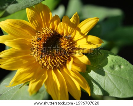 Natural Sun Flower outdoor at morning
