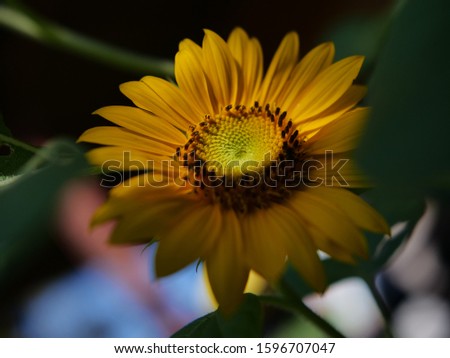 Natural Sun Flower outdoor at morning