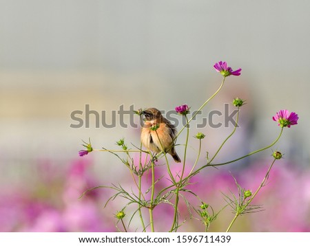 Male African stonechat (Nobitaki) is relaxing on pink Cosmos flower 