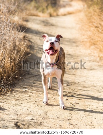Dog posing during a summer hike.