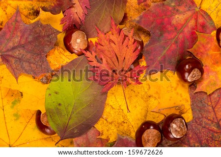 A pile of autumn leaves.
