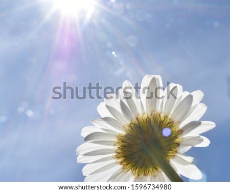 Unusual perspective macro shot of white Feverfew flower, taken from underneath flower looking upward towards the blue sky with bright sun. Room for copy. 
