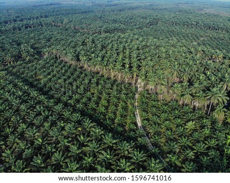 Aerial view of oil palm plantation monoculture Royalty-Free Stock Photo #1596741016