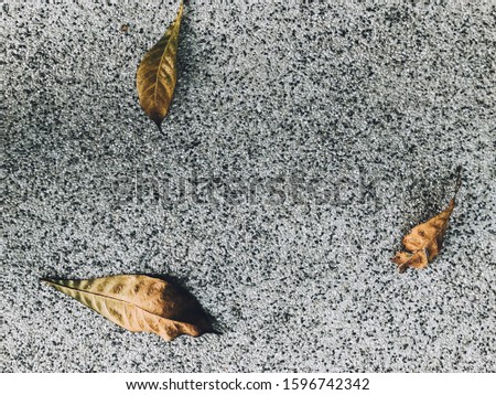 Mortar stone walkway with Dry leaves. Details of Modern architecture.