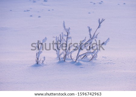 snow-covered shrub branches in the field