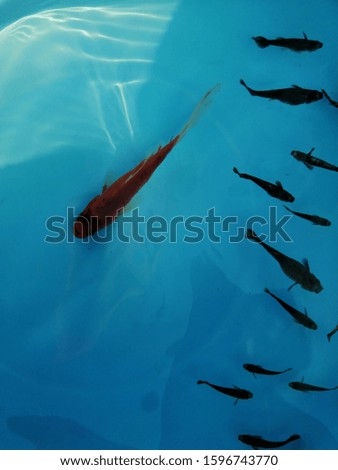 The gold fishes swimming under wave blue water