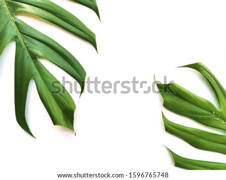 Green leaf on a white background