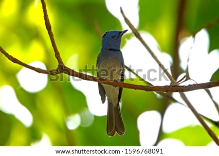 A Black-naped Monarch on branch in nature, Thailand