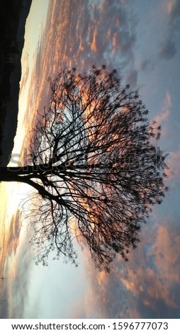 Beautiful picture of tree infront of colourfull clouds clicked during sunset seems to be awesome