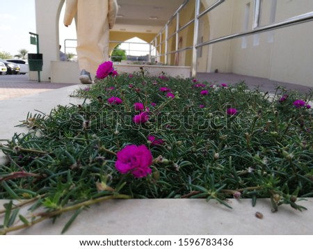 Good morning flowers has been planted in a medical clinic