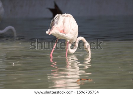 Flamingo is standing alone in the water