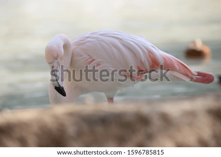 Flamingo is standing alone in the water
