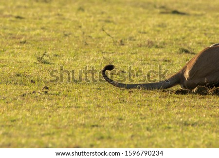 Tail of a lioness flicking in the ground inside Masai Mara National Reserve during a wildlife safari