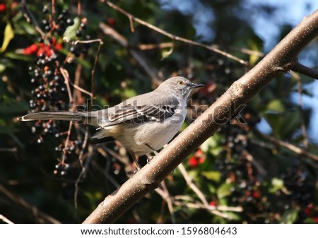 Cute Northern Mockingbird perching in a Holly Tree