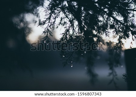 Beautiful water droplets on a dark green tree on a cold Winston Salem night