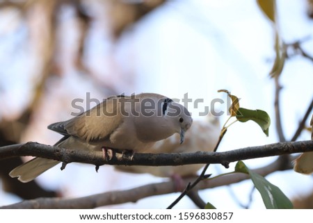 A Cute Dove Bird Pair nest Closeup 