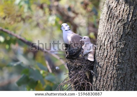 A Cute Dove Bird Pair nest Closeup 