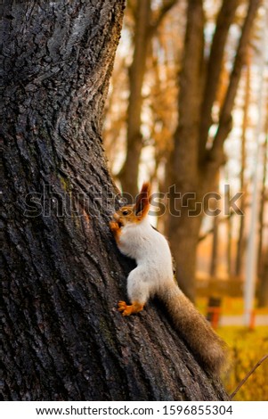 A squirrel on a tree, a squirrel froze in anticipation. A squirrel in a winter fur coat eats a nut.