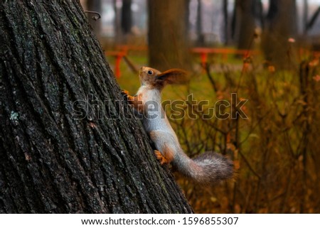 A squirrel creeps up a tree. Squirrel in a winter fur coat.